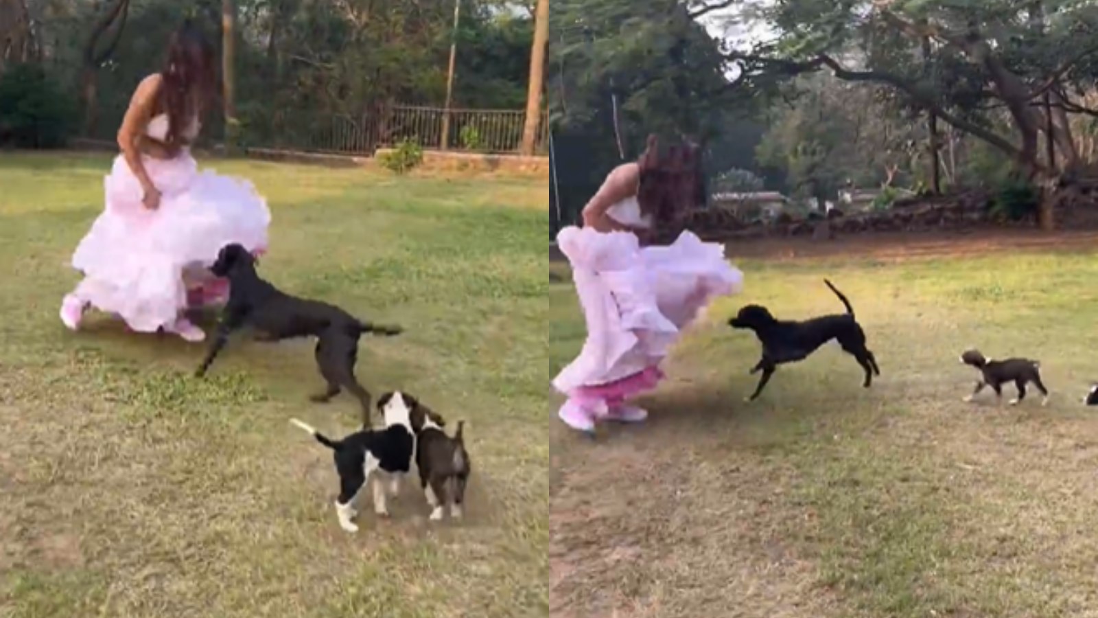 Video: निया शर्मा का लहंगा बना उनके लिए मुसीबत, ऐसे कुत्तों से भागती दिखीं एक्ट्रेस