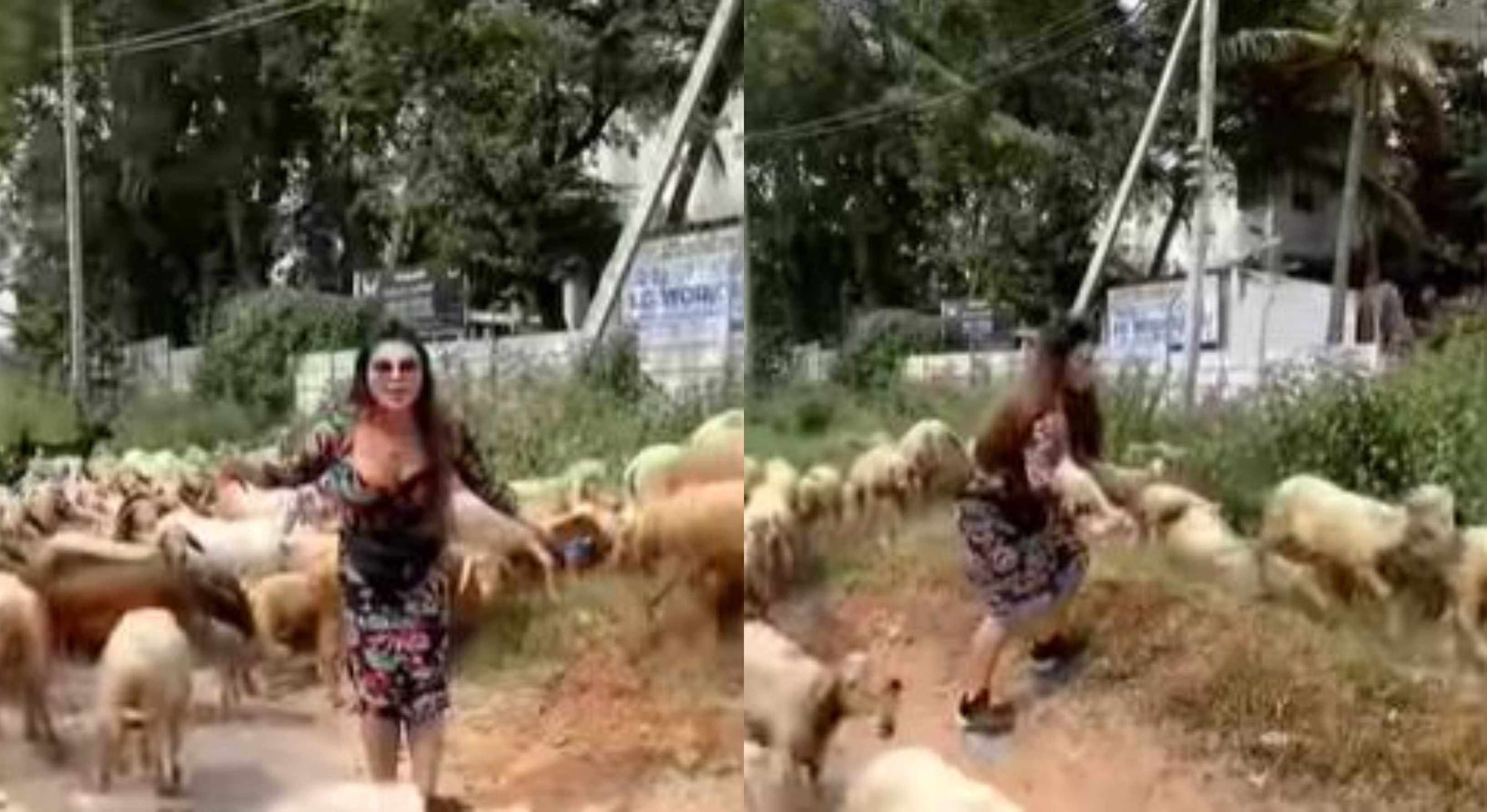 Rakhi Sawant snapped herding flock of sheep; netizen say 'finally she got her right job'