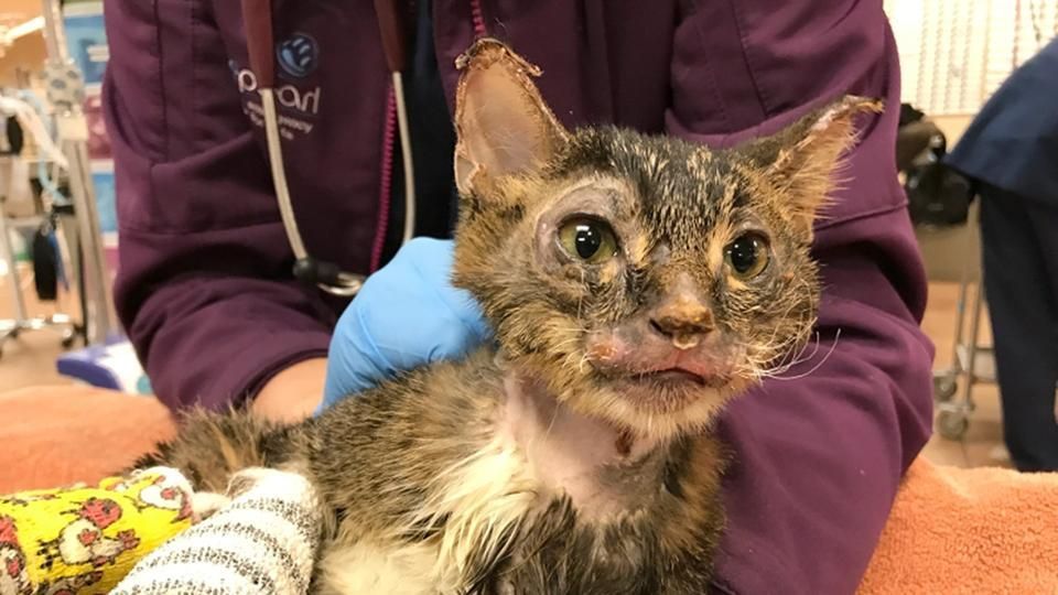 Severely injured kitten displays miraculous healing powers, gets renamed Hugh J...