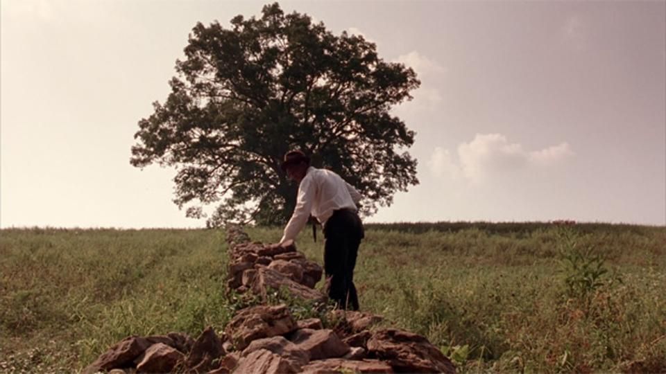 The iconic Shawshank Redemption tree has been chopped down