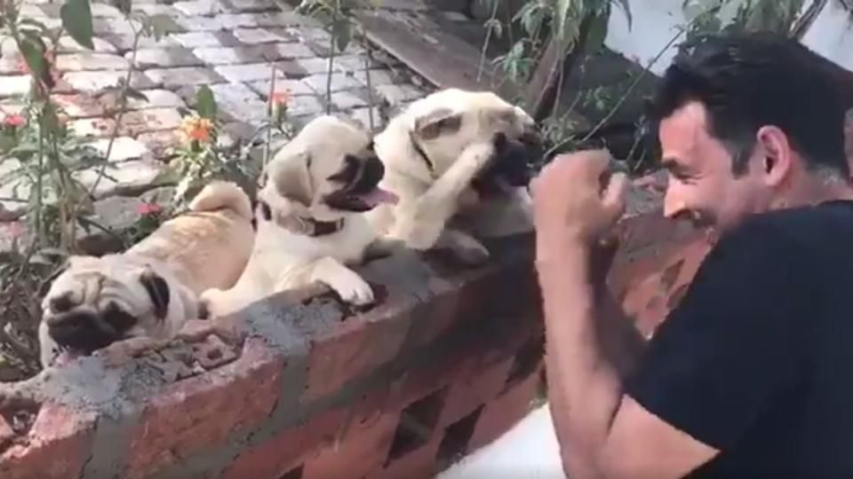 In this Akshay Kumar vs pugs 'boxing' video, it's tough to pick sides