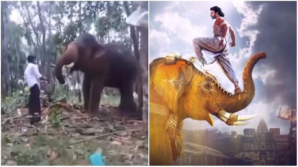 WATCH: A Fan Tries To Imitate Prabhas' Baahubali Elephant Stunt; Gets Admitted To The Hospital!