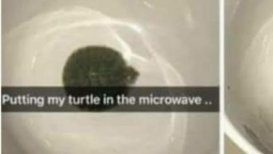 Boston teen, who microwaved her turtle to death, earns wrath of Bollywood celebs