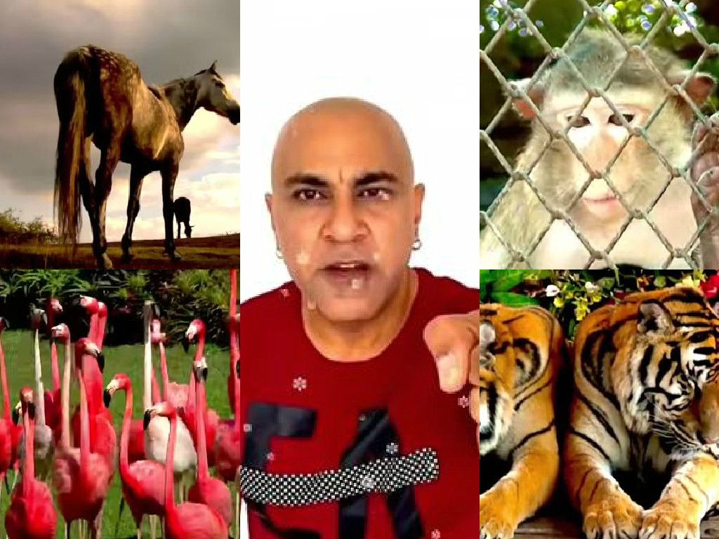 You Can't Ignore Baba Sehgal's Ek Pal With An Animal Music Video