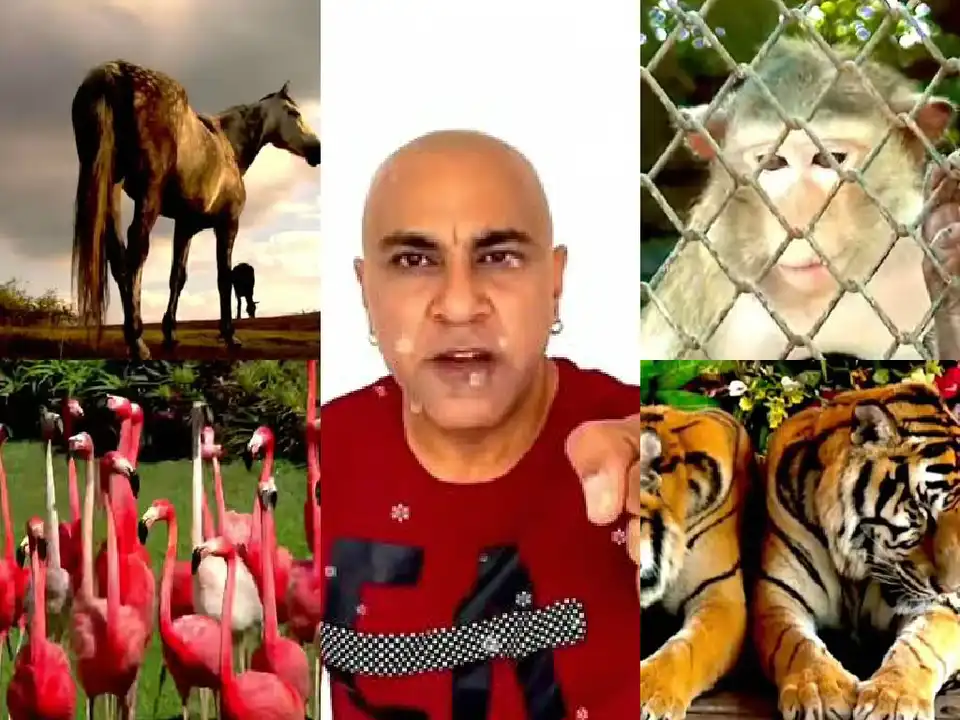 You Can't Ignore Baba Sehgal's Ek Pal With An Animal Music Video