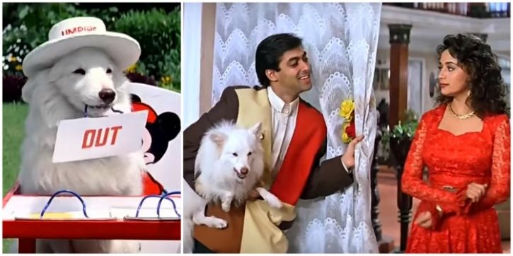 24 Pets In Bollywood Movies Who Acted Better Than The Lead Actors!