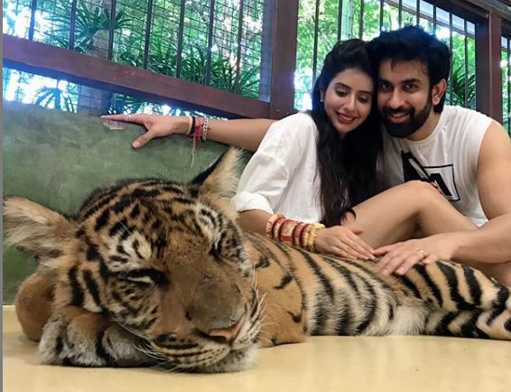 Rajeev Sen And Charu Asopa’s Pre-Honeymoon Picture With Sedated Tiger Makes Them The Target Of Online Bashing