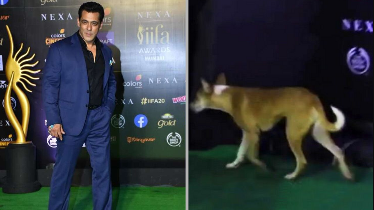 वीडियो: IIFA Awards 2019 में ग्रीन कार्पेट पर सलमान खान के पीछे पीछे पहुंचा कुत्ता!