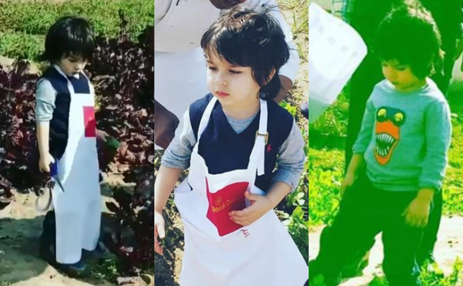 Taimur Ali Khan Looks Adorable As He Plucks Vegetables From A Farm In Chandigarh; Watch