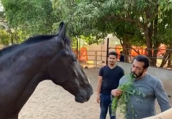 Salman Khan Eats Grass For Breakfast With His ‘Love’, And No It’s Not What You Think! See Video…