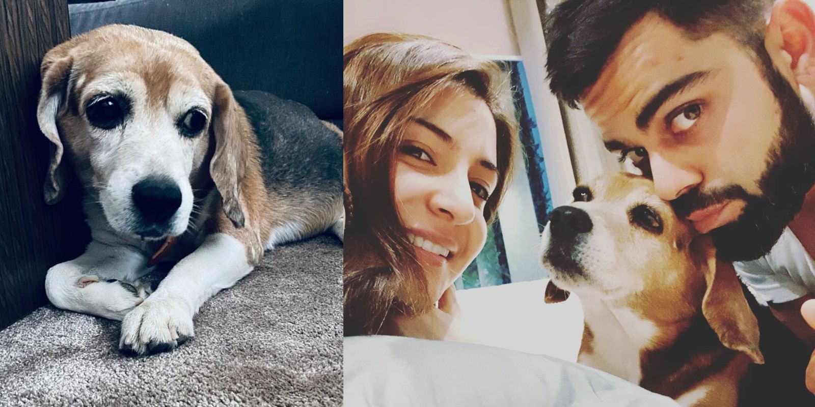 Anushka Sharma And Virat Kohli Bid Adieu To Their 11 Year Old Beagle Bruno