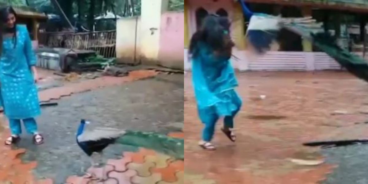 Digangana Suryavanshi Seen Being Attacked By A Peacock In Viral Video, Her Mother Thinks The Bird Was Trying To Hug Her