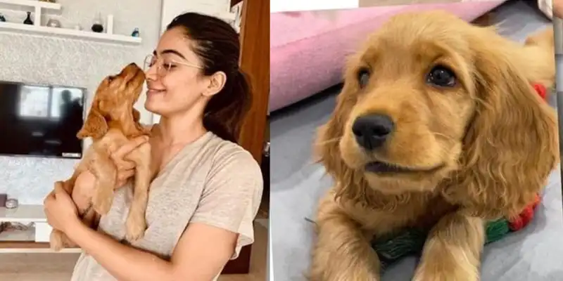 Rashmika Mandanna Introduces Her New Furry Friend Aura; Says ‘I Found My Bundle Of Joy’