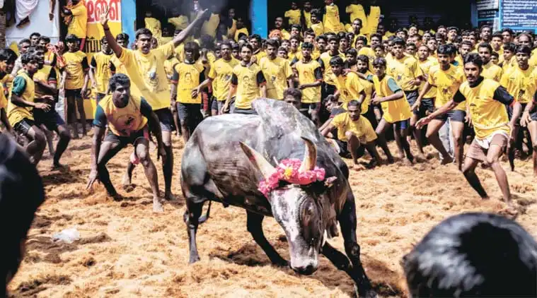 Kollywood Stands For Jallikattu!