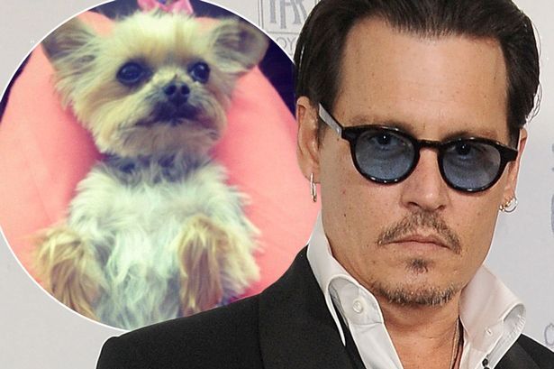 Johnny Depp to avoid Australia visit post-dog drama