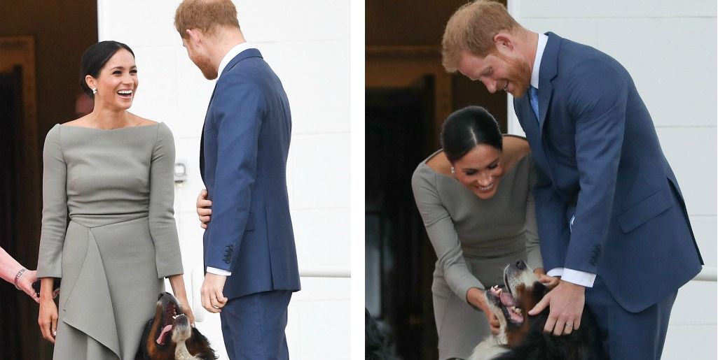 Meghan Markle And Prince Harry Adopt A Labrador Dog
