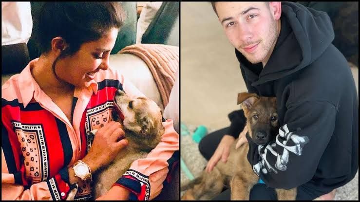 Nick Jonas Reveals Why Wifey Priyanka Chopra Is Upset With Their New Pup Gino